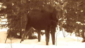 SANYO DIGITAL CAMERA